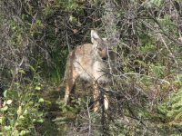 A coyote in the bush